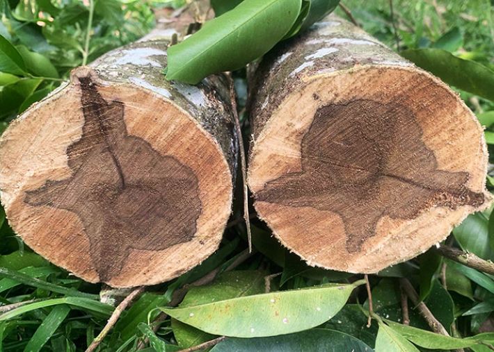 Sự khác biệt giữa trầm hương tự nhiên và trầm hương công nghiệp